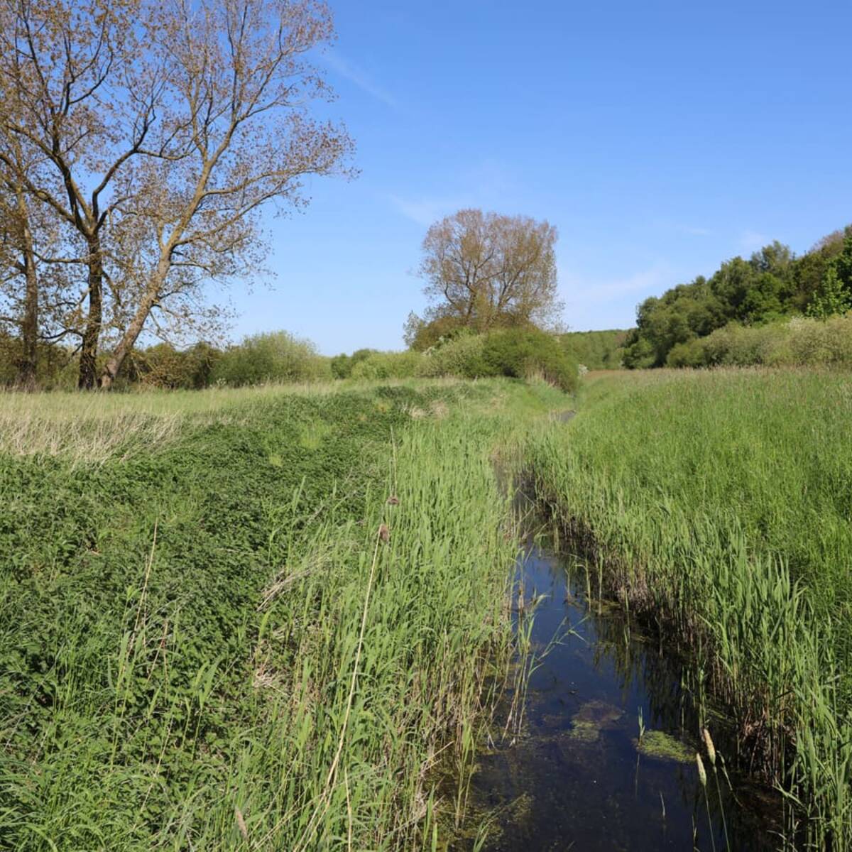 Nonnensee bei Bergen auf der Insel Rügen – Bach »Duwenbeek«