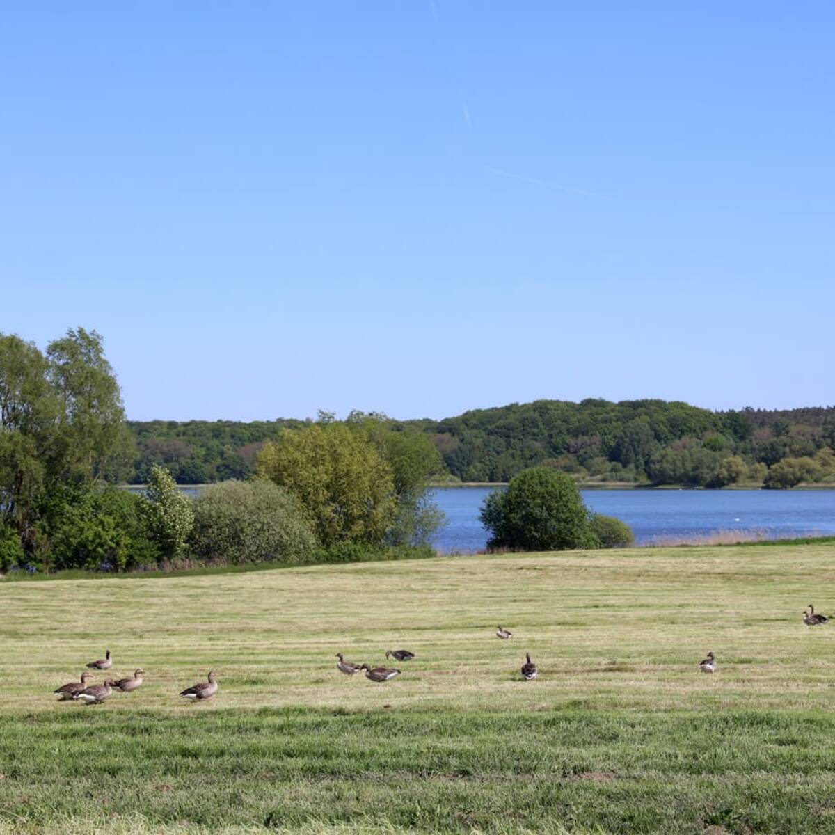 Nonnensee bei Bergen auf der Insel Rügen – Graugänse