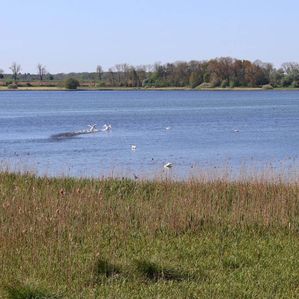 Nonnensee bei Bergen auf der Insel Rügen – Schwäne