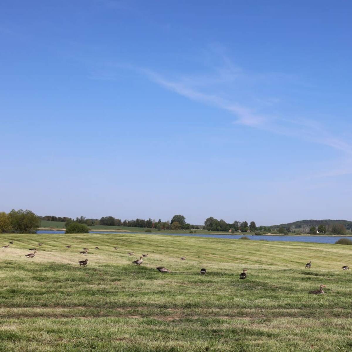 Nonnensee bei Bergen auf der Insel Rügen – Graugänse