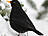 Amsel, männlich ♂