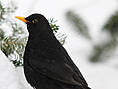 Amsel, männlich ♂