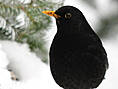 Amsel, männlich ♂