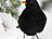 Amsel, männlich ♂