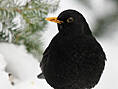 Amsel, männlich ♂