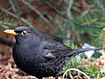 Amsel, männlich ♂