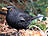 Amsel, männlich ♂