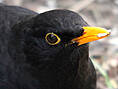 Amsel, männlich ♂