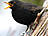 Amsel, männlich ♂