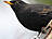 Amsel, männlich ♂