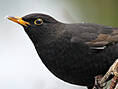 Amsel, männlich ♂