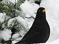 Amsel, männlich ♂