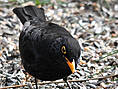 Amsel, männlich ♂