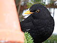 Amsel, männlich ♂