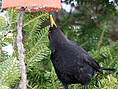Amsel, männlich ♂