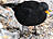 Amsel, männlich ♂