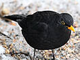 Amsel, männlich ♂