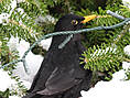 Amsel, männlich ♂