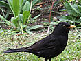 Amsel, männlich ♂