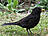 Amsel, männlich ♂