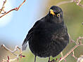 Amsel, männlich ♂