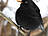 Amsel, männlich ♂