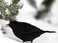 Amsel, männlich ♂
