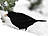 Amsel, männlich ♂