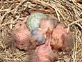 Amselnest, frisch geschlüpft