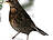 Amsel, weiblich ♀