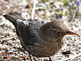 Amsel, weiblich ♀