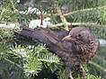 Amsel, weiblich ♀