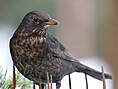 Amsel, weiblich ♀