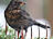 Amsel, weiblich ♀