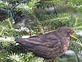 Amsel, weiblich ♀