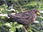 Amsel, weiblich ♀