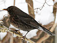Amsel, weiblich ♀