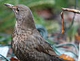 Amsel, weiblich ♀