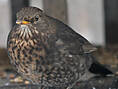 Amsel, weiblich ♀