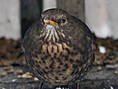 Amsel, weiblich ♀