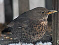 Amsel, weiblich ♀
