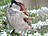 Haussperling, Hausspatz