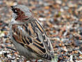 Haussperling, Hausspatz