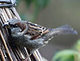 Haussperling, Hausspatz