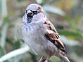 Haussperling, Hausspatz