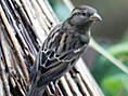 Haussperling, Hausspatz