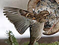 Haussperling, Hausspatz