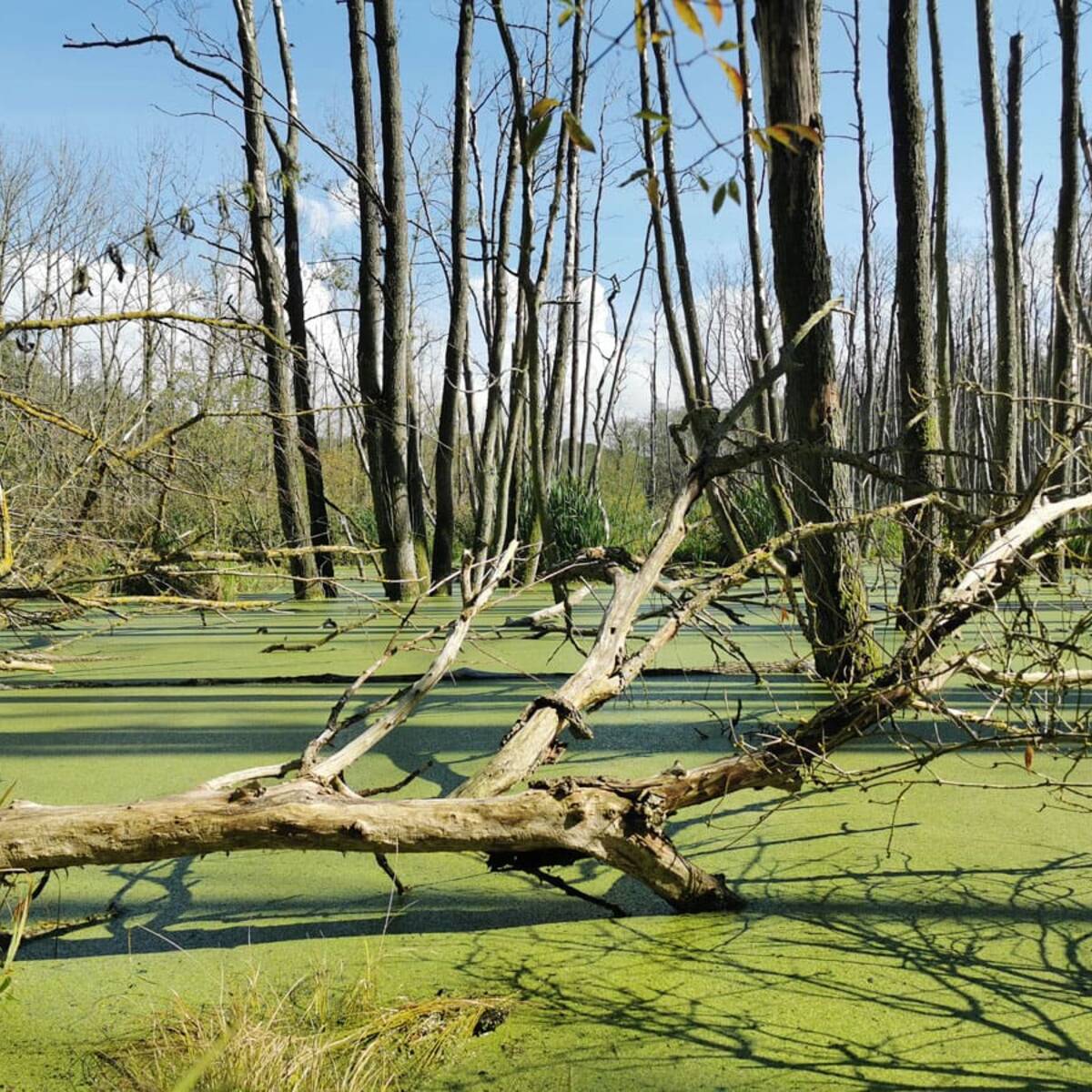 Landschaftskundlicher Lehrpfad Tribohmer Bachtal – Moor (Herbst)