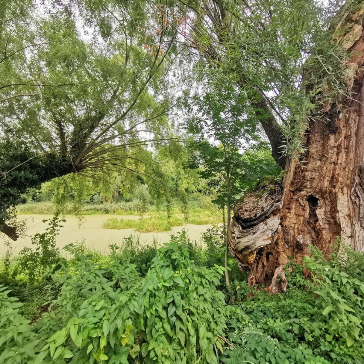 Landschaftskundlicher Lehrpfad Tribohmer Bachtal – Weide (Sommer)