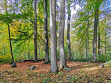 Steinkreis »Apostelsteine« im Wald bei Kückenshagen